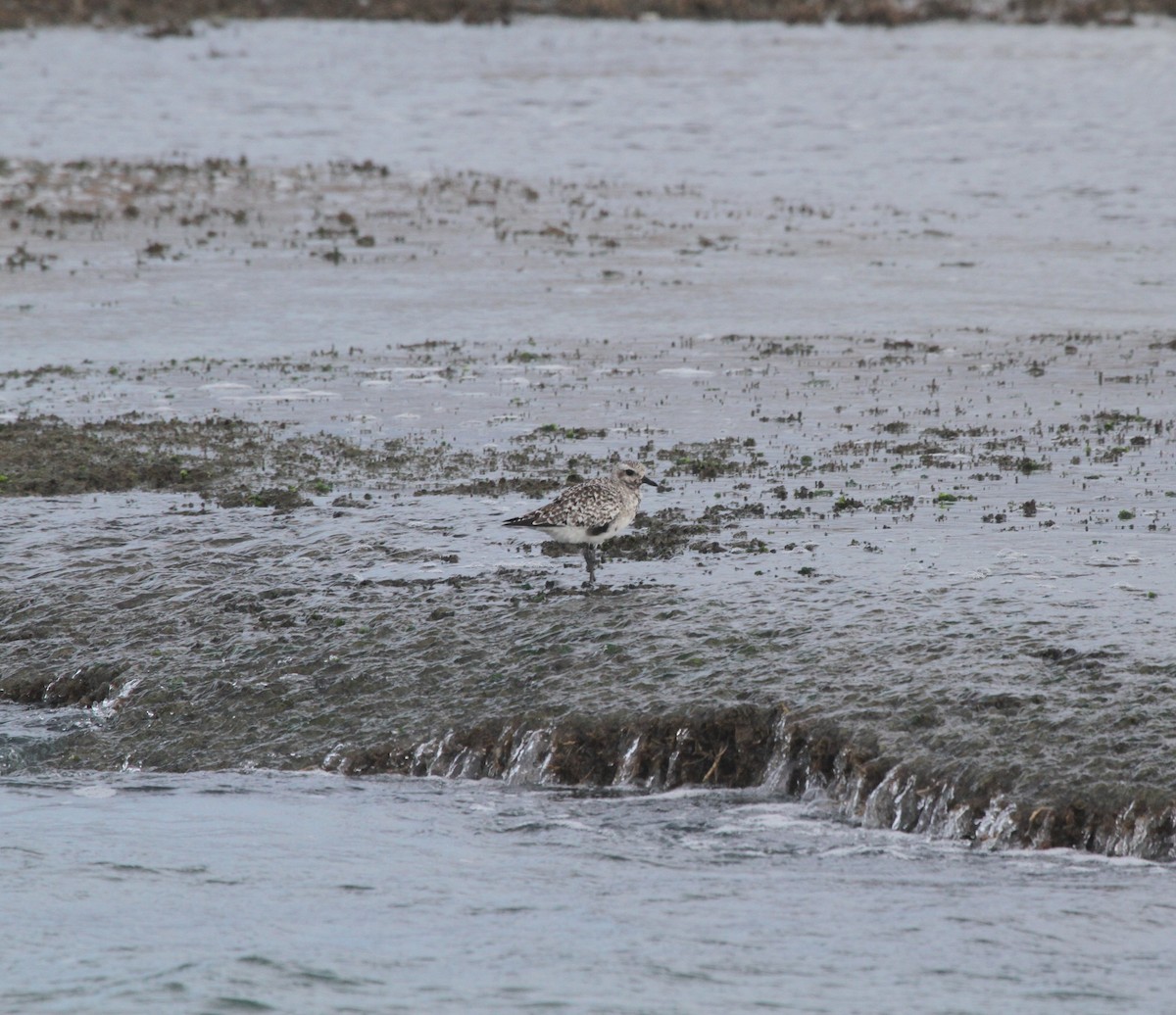 Black-bellied Plover - ML644244048