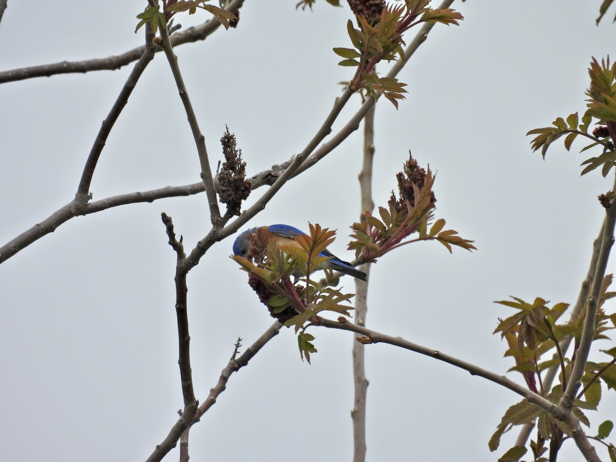 Azulejo Oriental - ML644244055