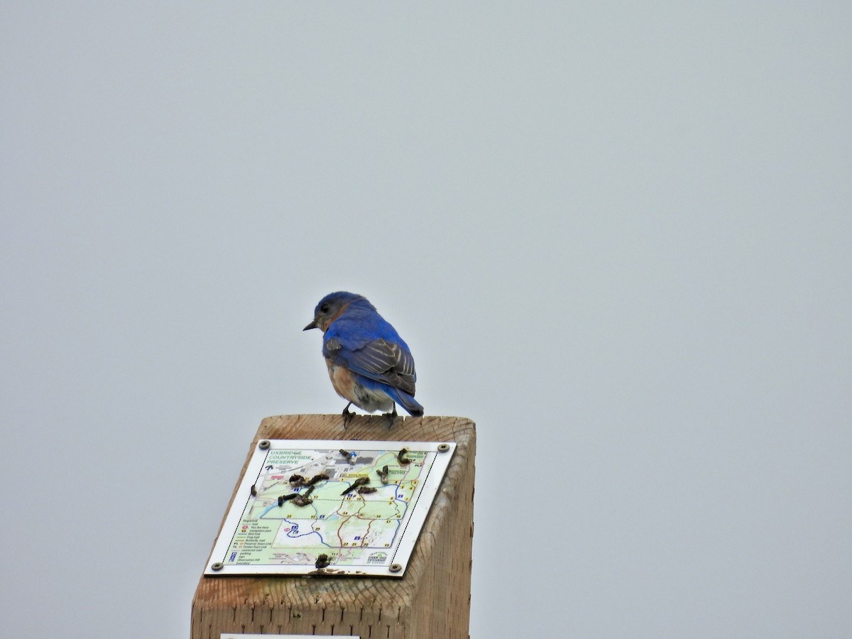 Azulejo Oriental - ML644244056