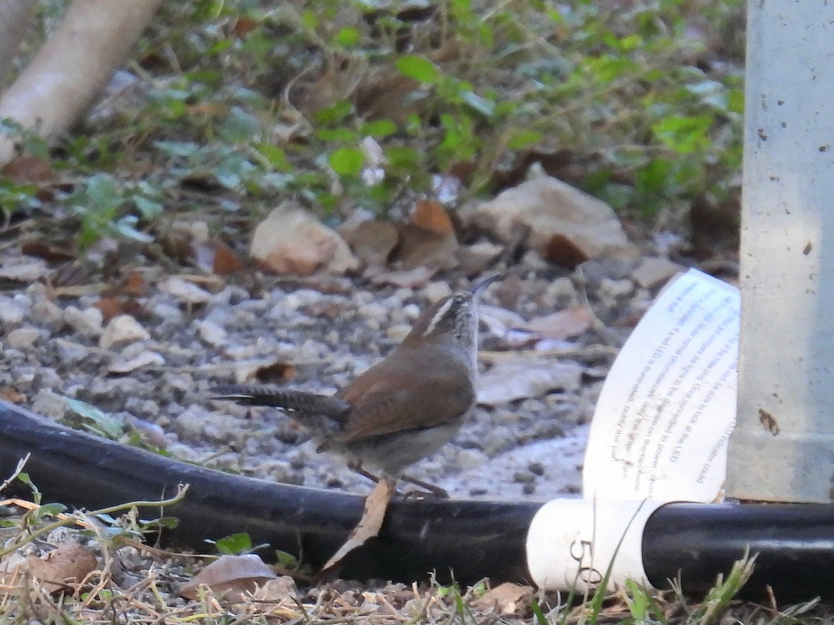 Підбуреник - ML644244057