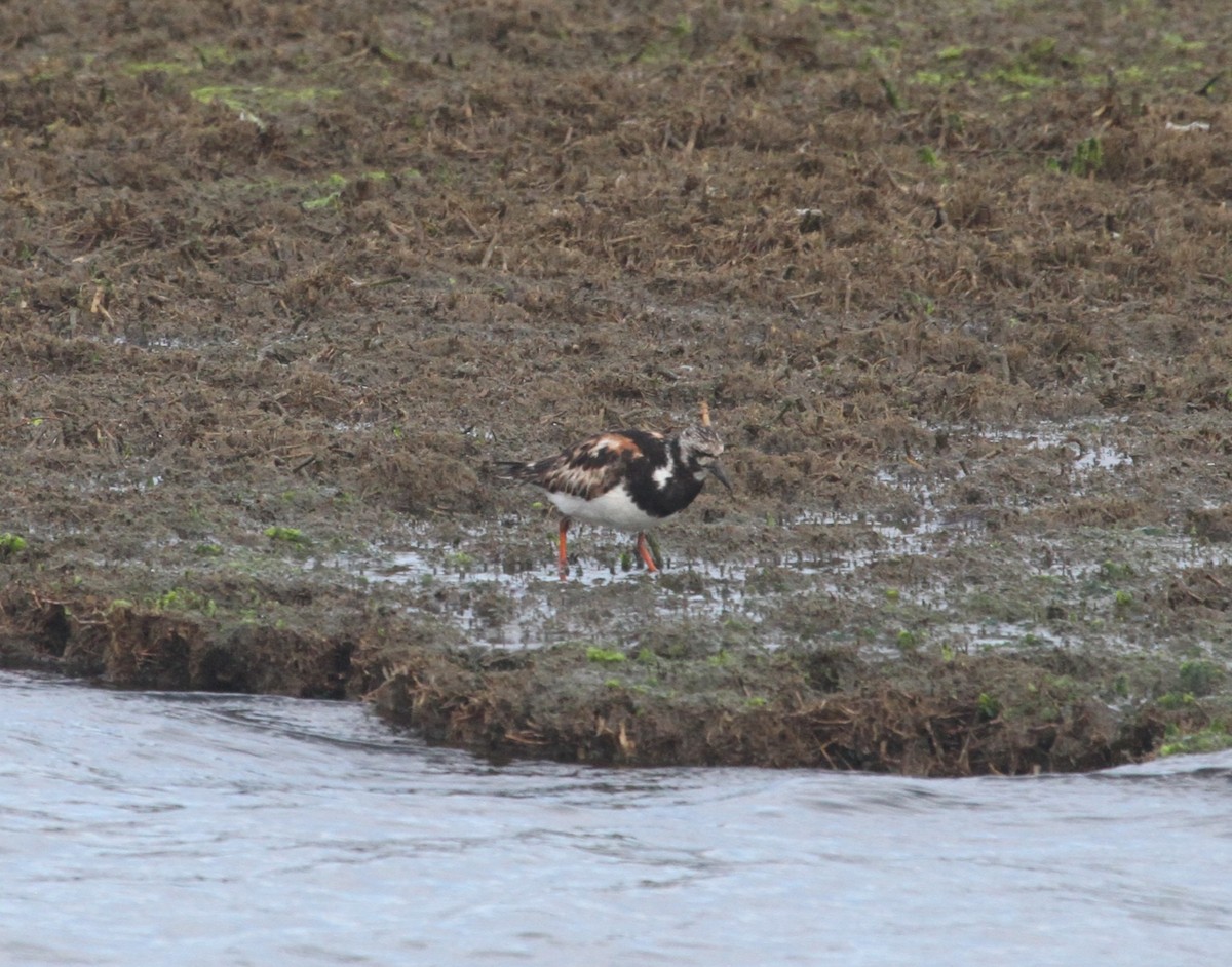 Ruddy Turnstone - ML644244062