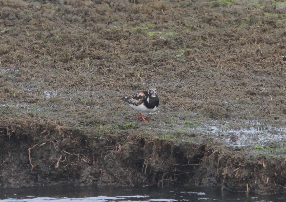Ruddy Turnstone - ML644244063