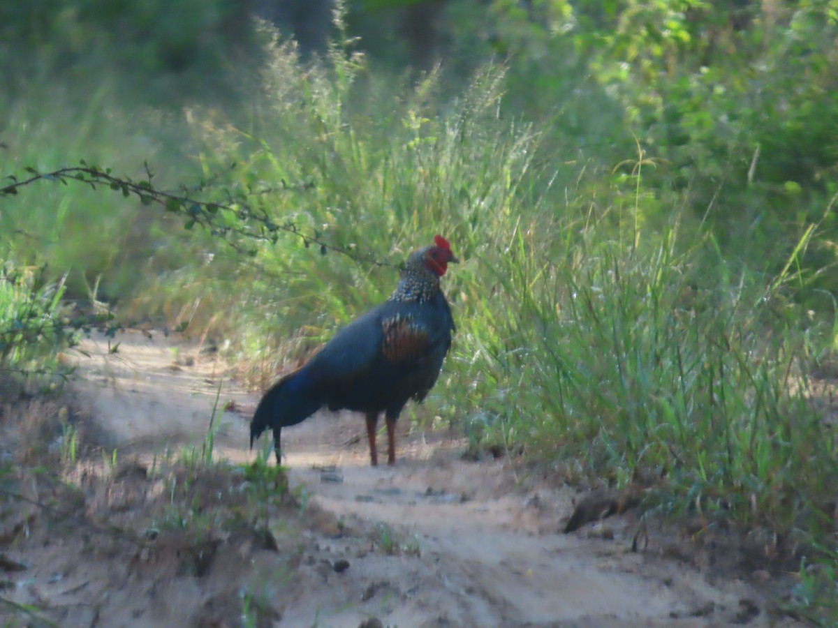 Gray Junglefowl - ML644244077