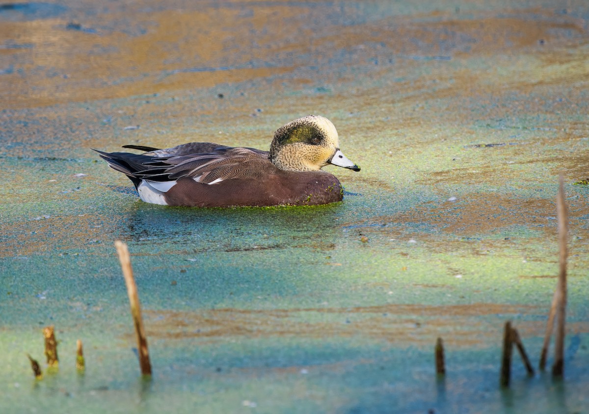 Amerika Fiyusu - ML644244083