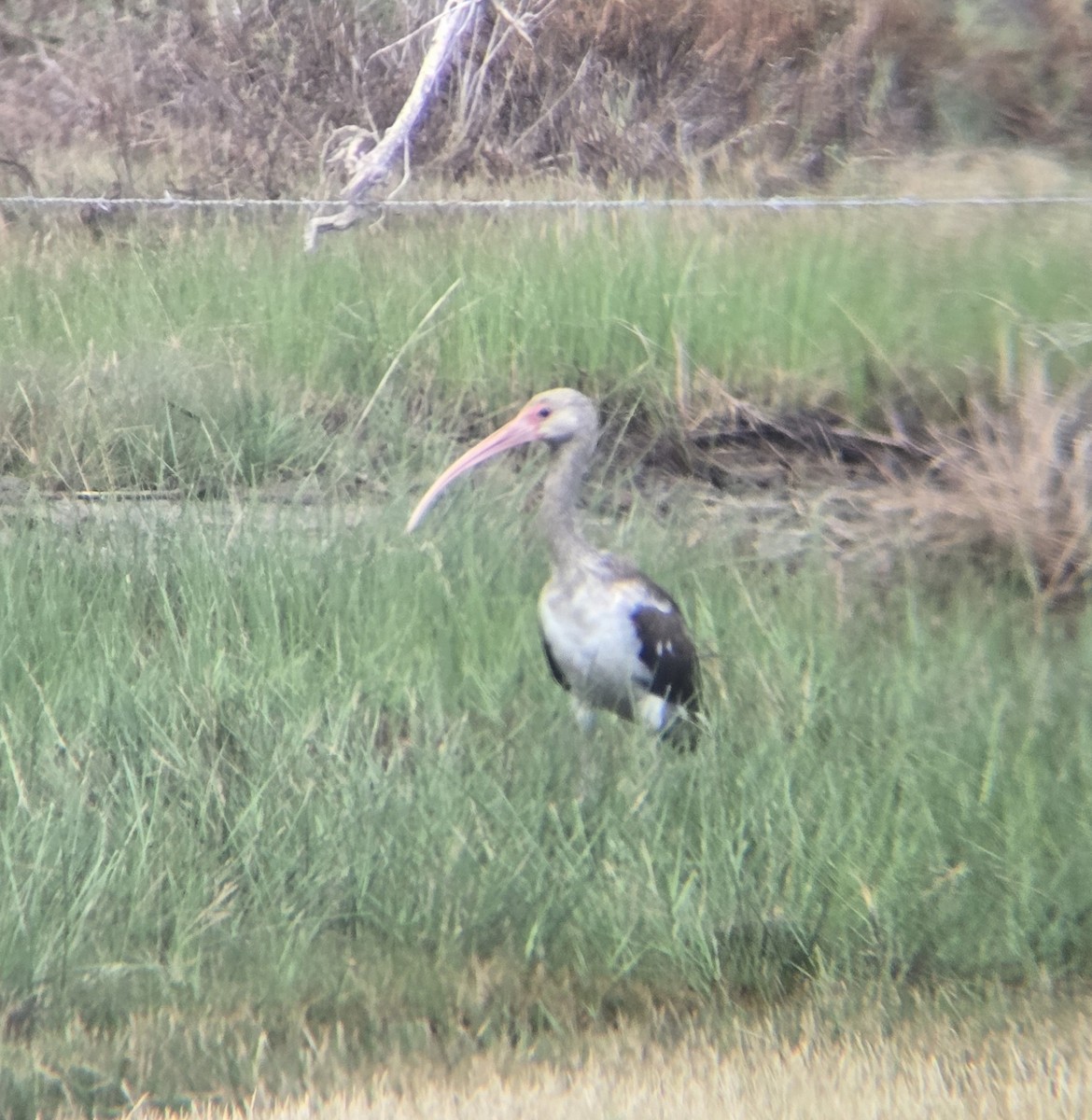 White Ibis - ML644244084
