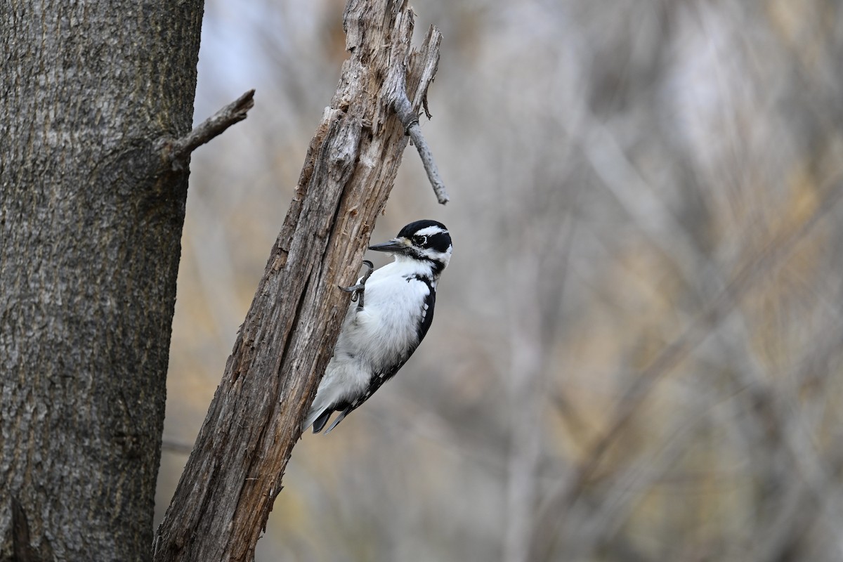 Hairy Woodpecker - ML644244085