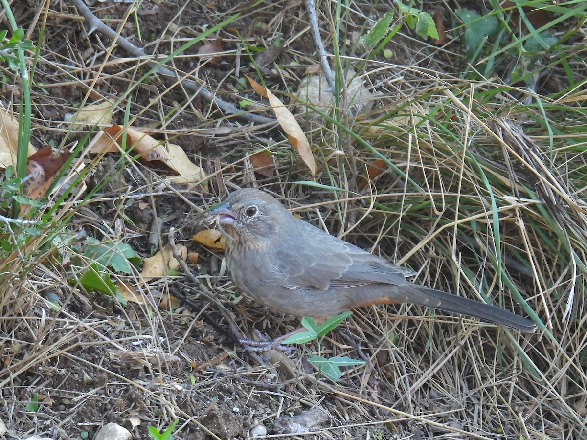 Canyon Towhee - ML644244086
