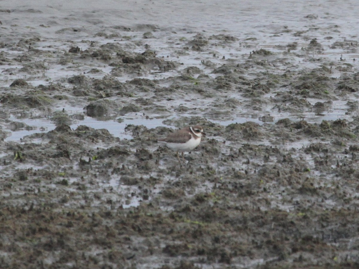 Semipalmated Plover - ML644244088