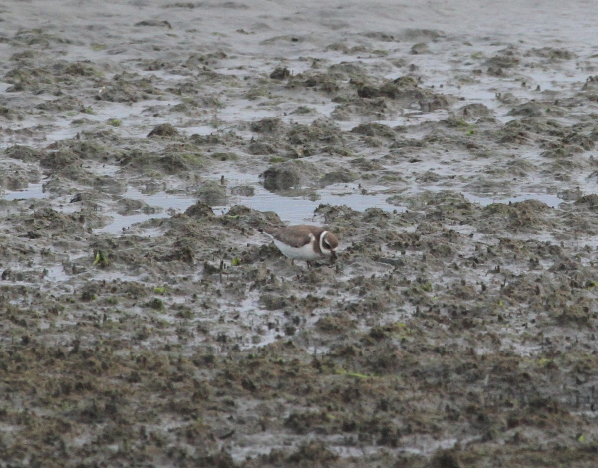 Semipalmated Plover - ML644244089