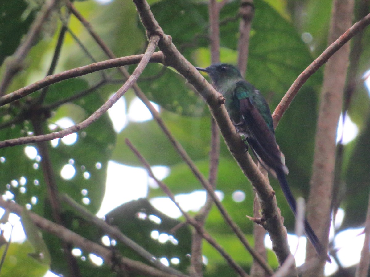 Long-tailed Sylph - ML644244090