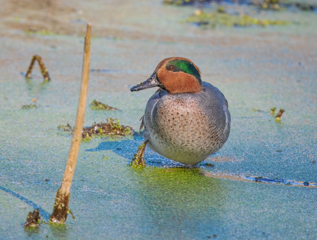 Green-winged Teal - ML644244091
