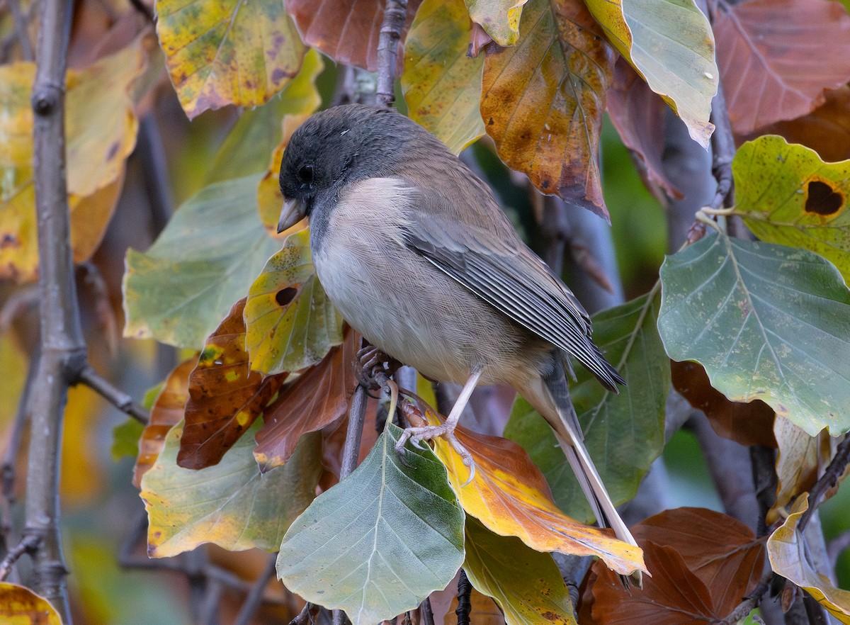 Dark-eyed Junco - ML644244094