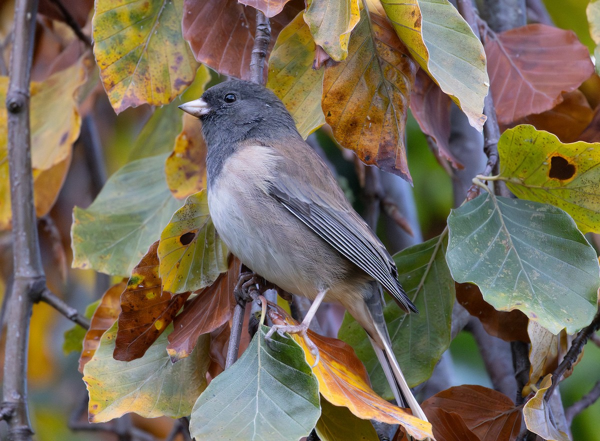 Dark-eyed Junco - ML644244095