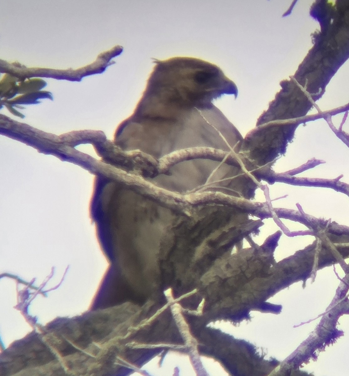Red-tailed Hawk - ML644244096
