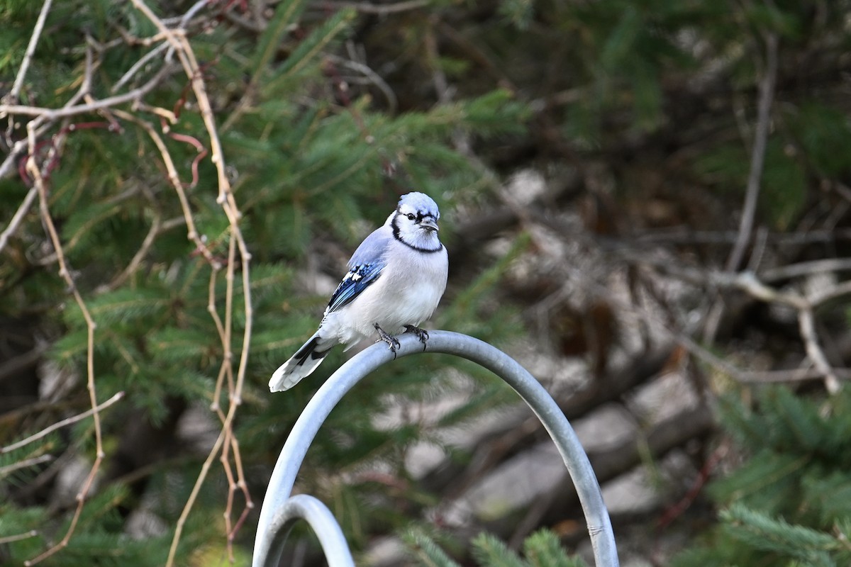 Blue Jay - ML644244098