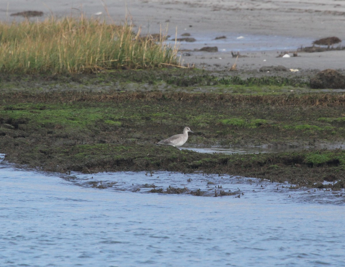 Willet (Western) - ML644244099