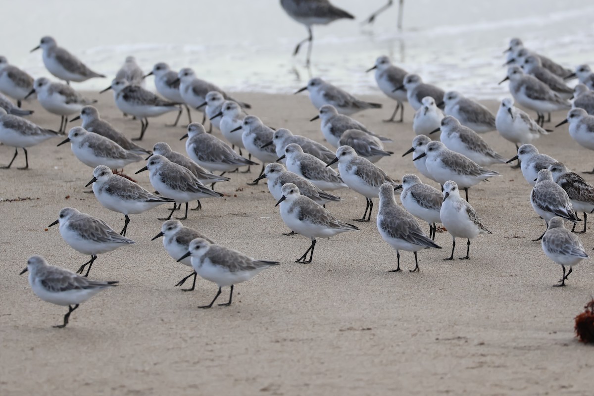Sanderling - ML644244100