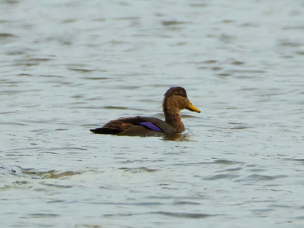 American Black Duck - ML644244101