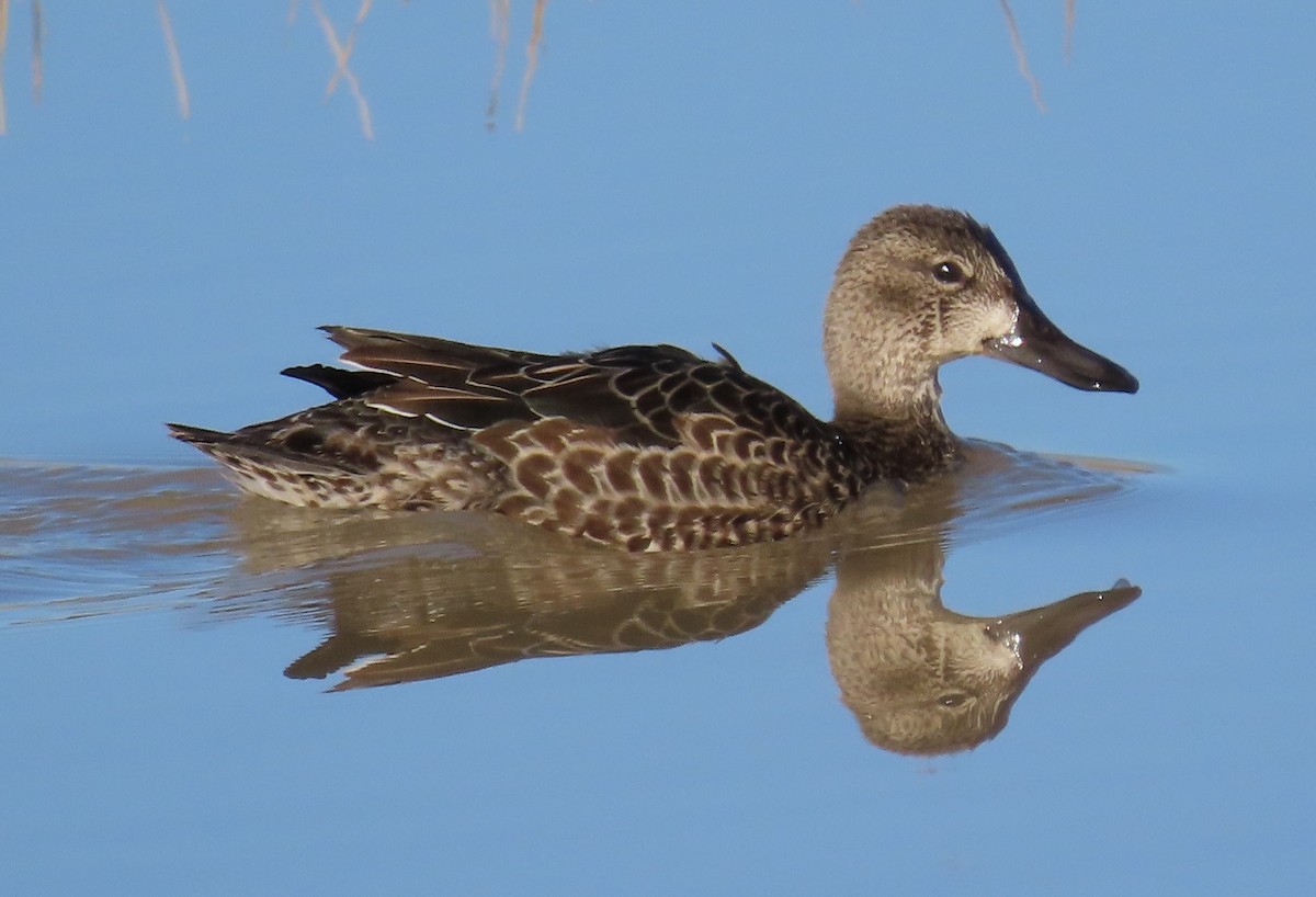Blue-winged Teal - ML644244102