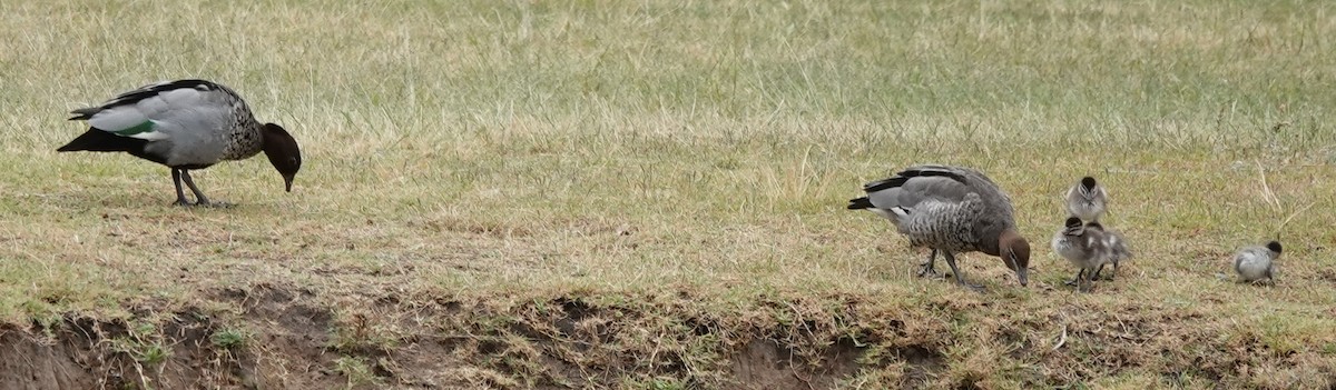 Maned Duck - ML644244103