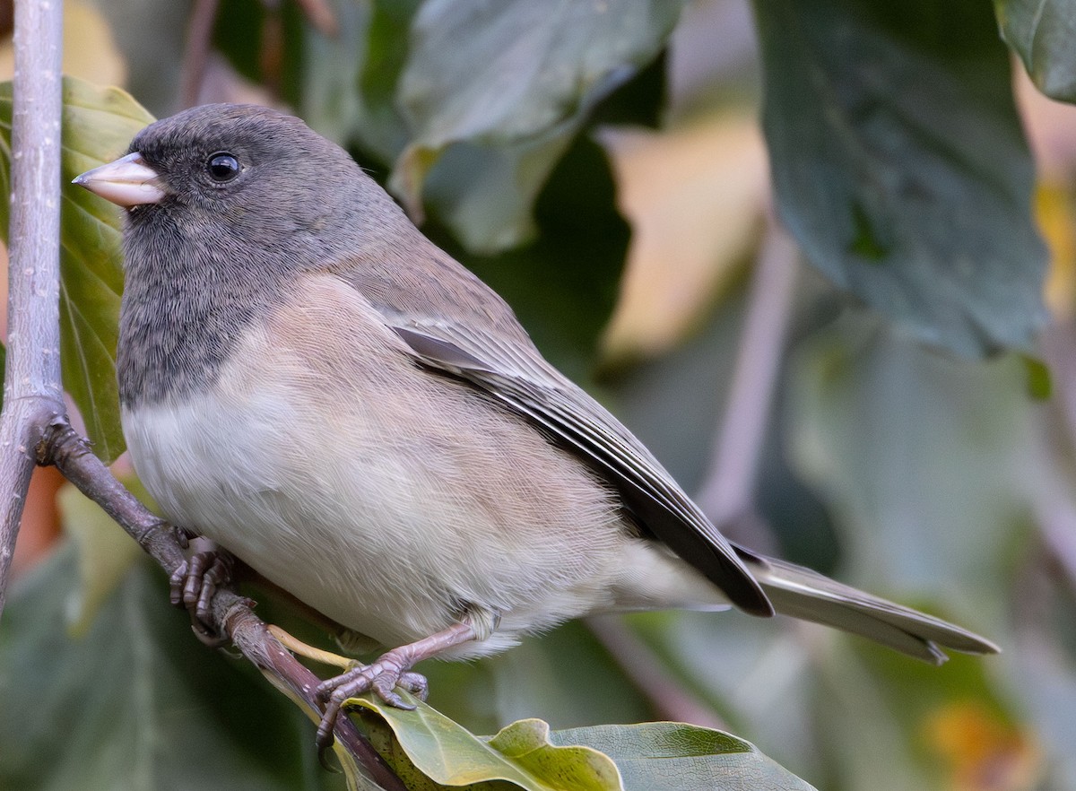 Dark-eyed Junco - ML644244104