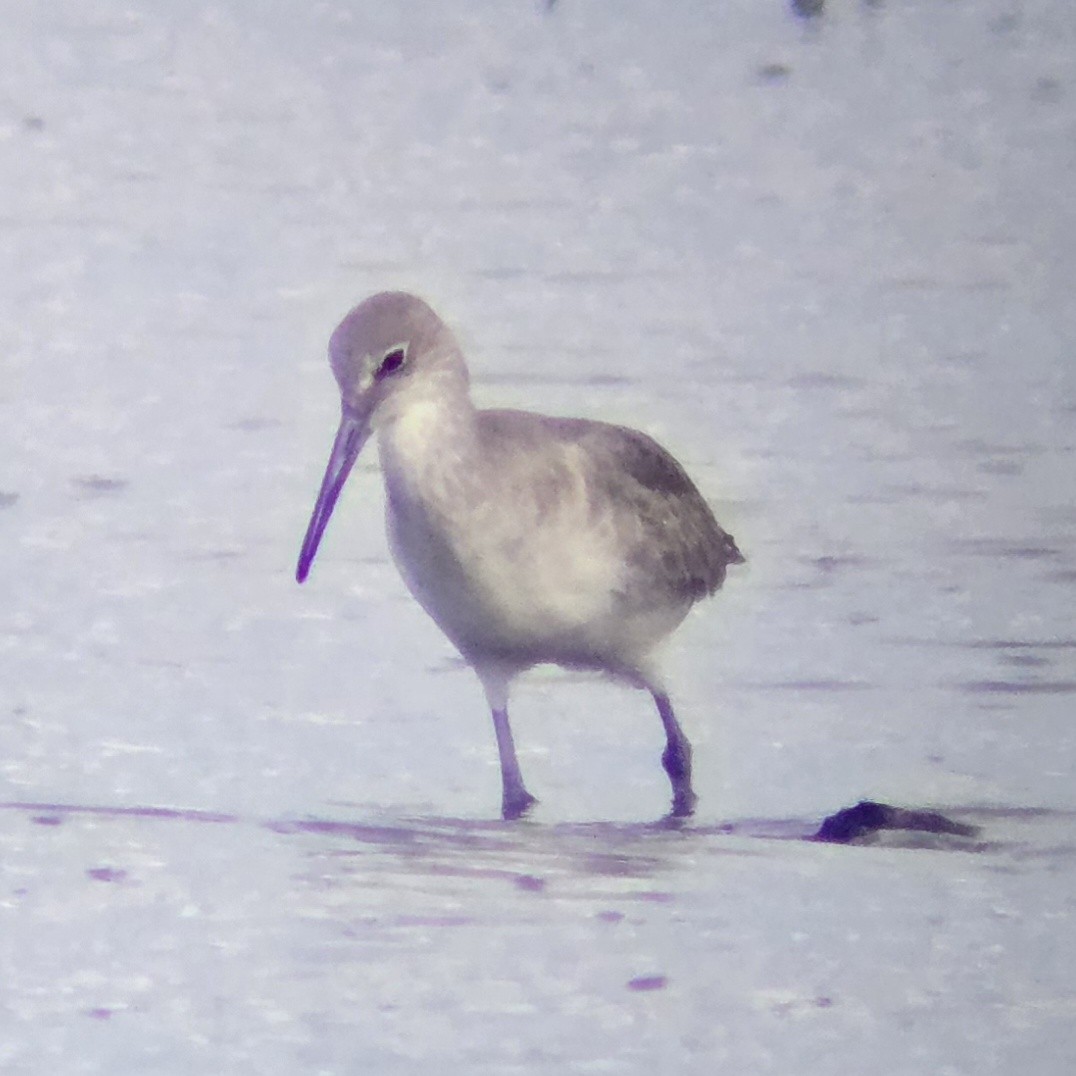 Willet - ML644244105