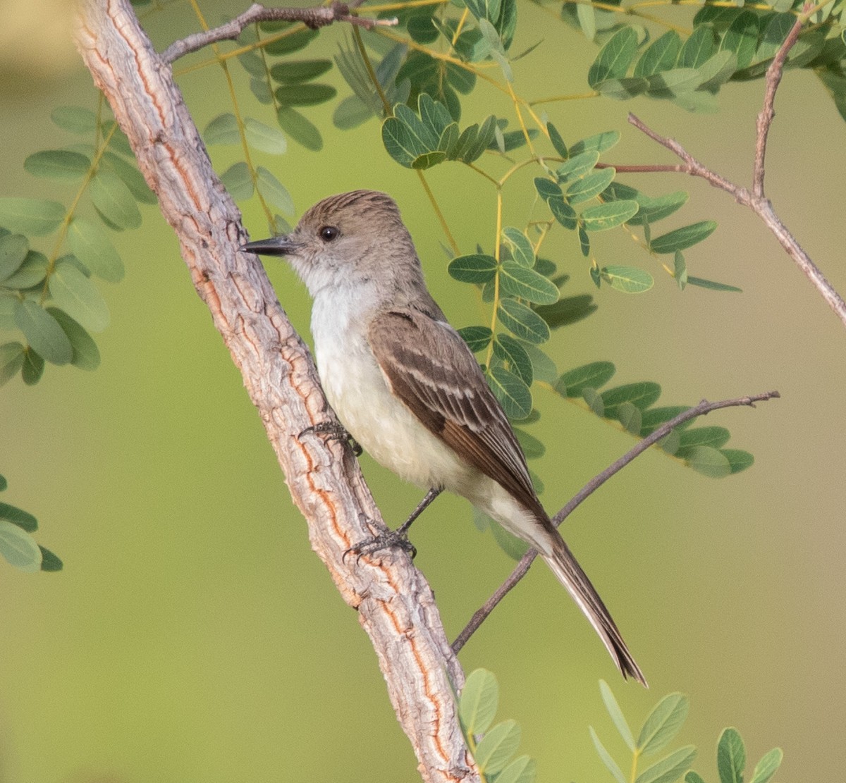 Brown-crested Flycatcher - ML644244108