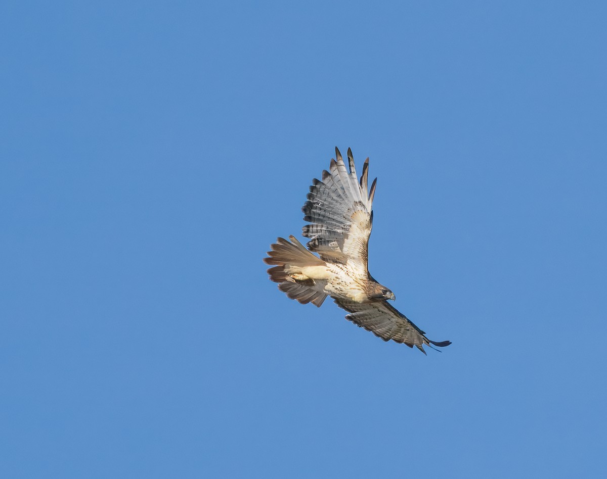 Red-tailed Hawk - ML644244110