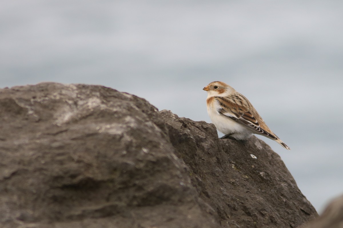 Snow Bunting - ML644244111