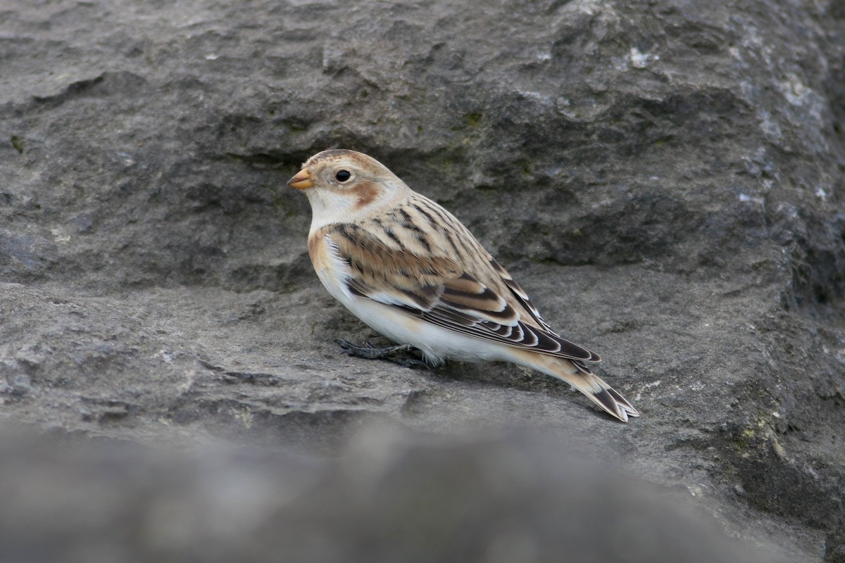 Snow Bunting - ML644244112