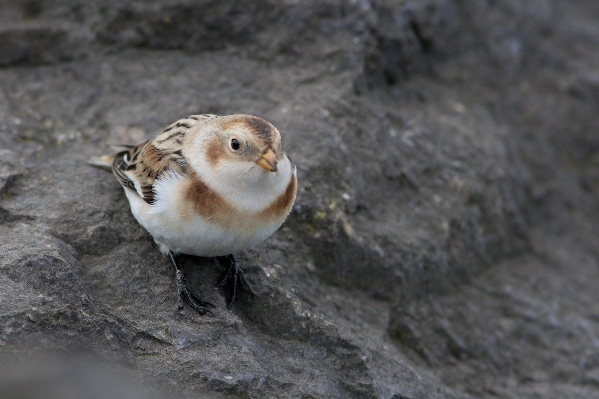Snow Bunting - ML644244113