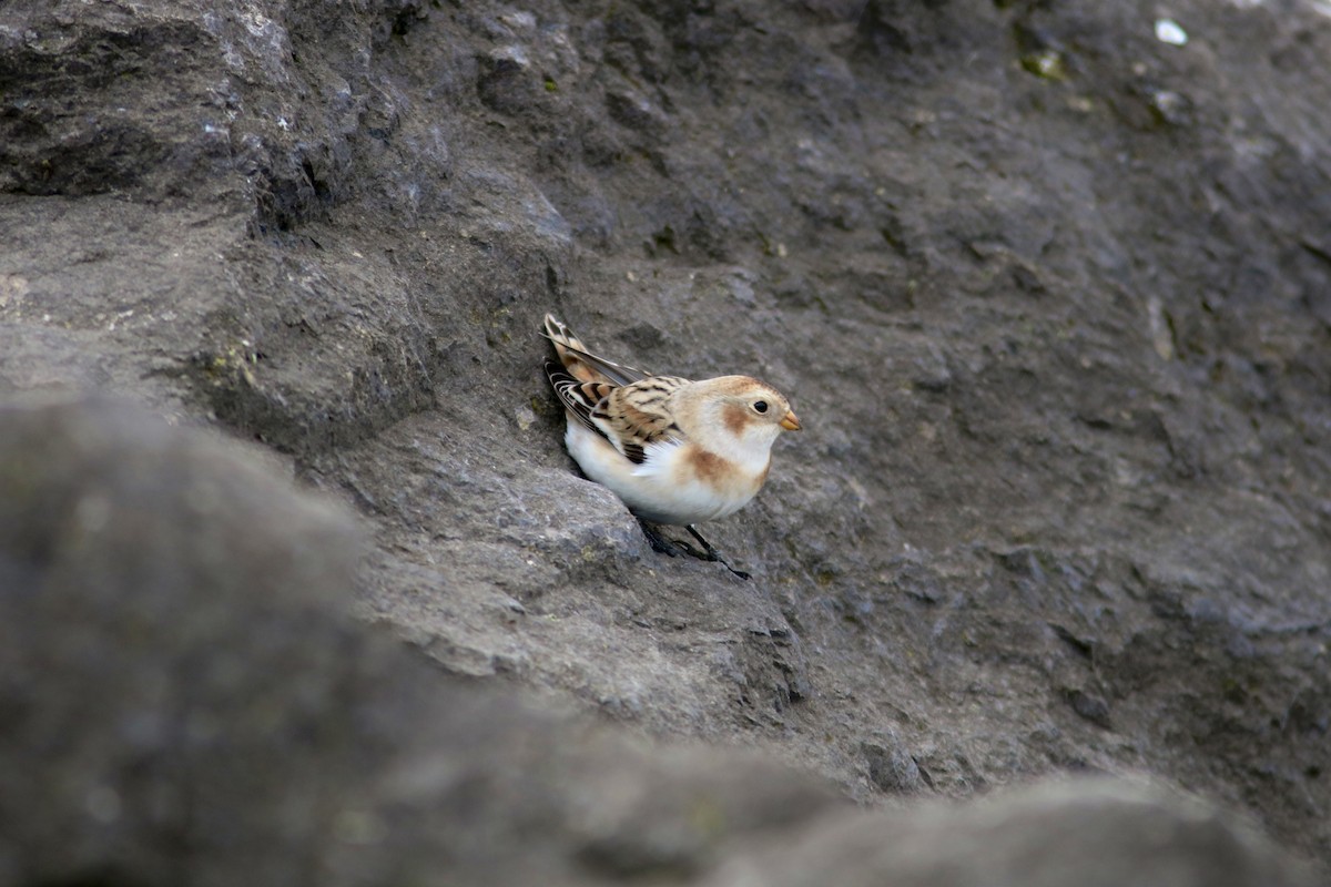 Snow Bunting - ML644244114