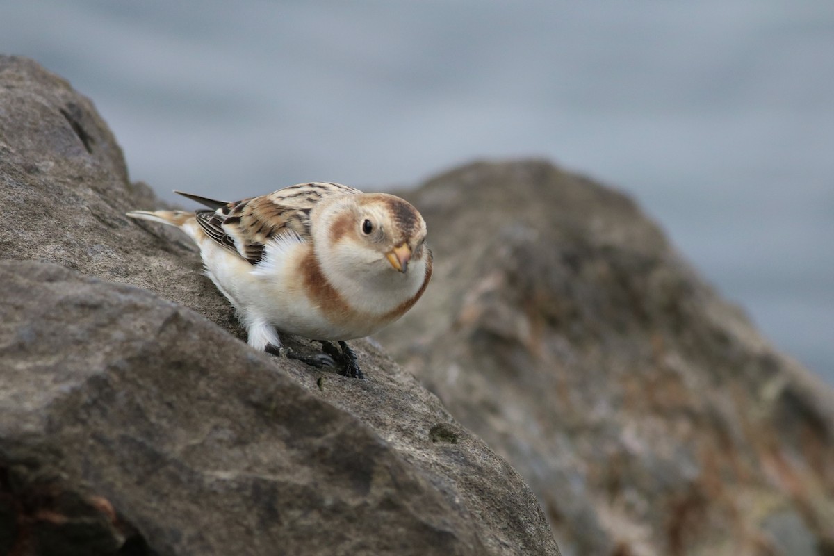 Snow Bunting - ML644244115