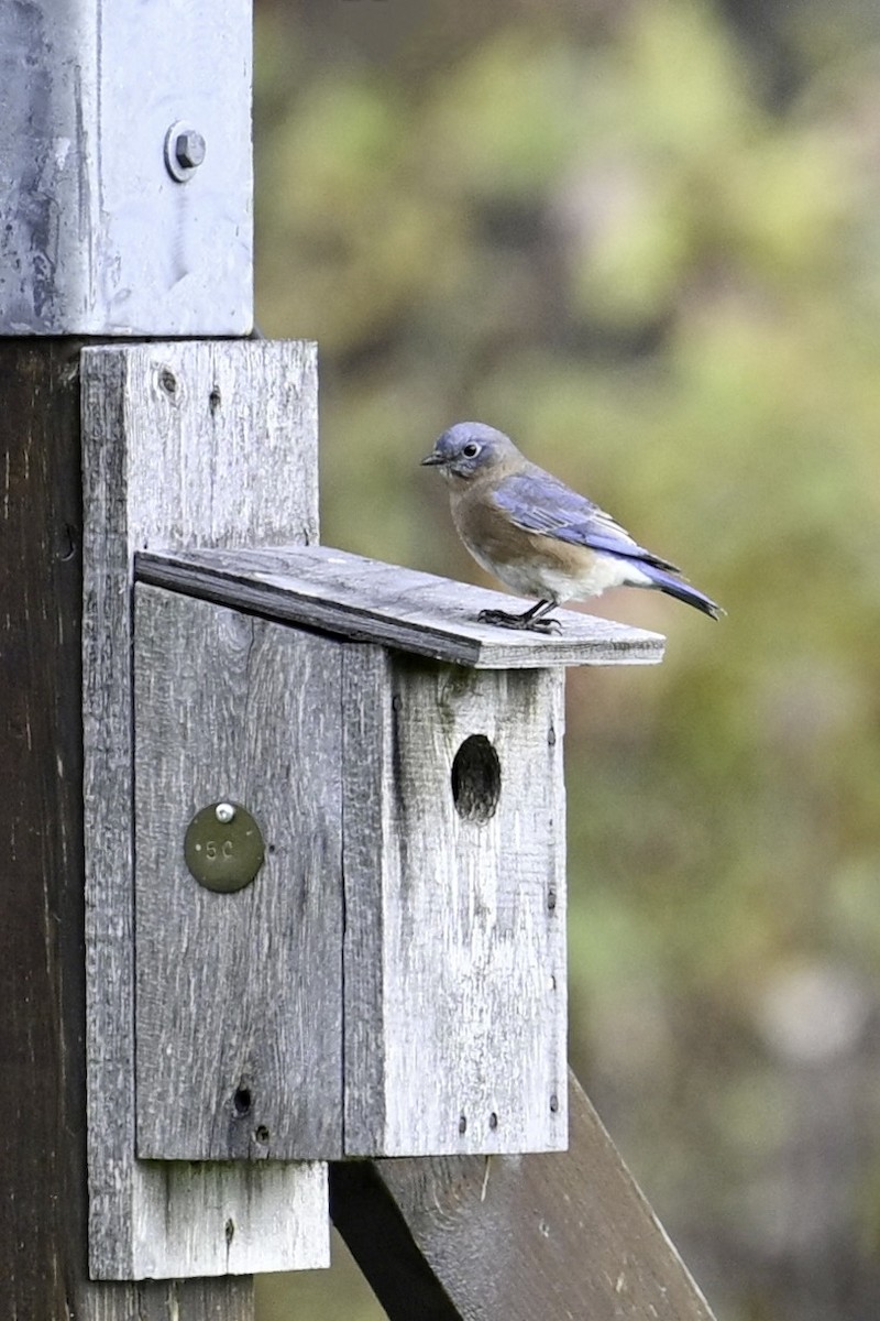 Azulejo Oriental - ML644244125