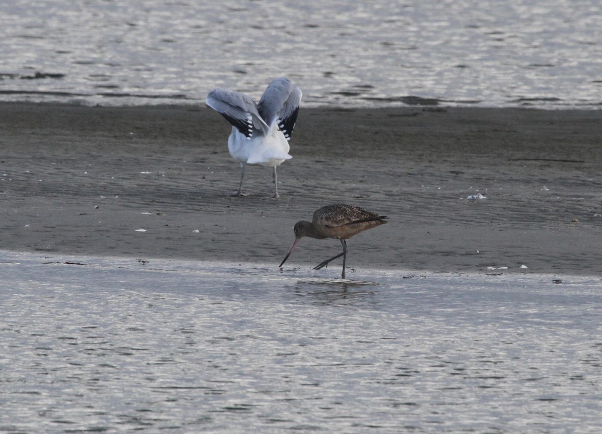 Marbled Godwit - ML644244126