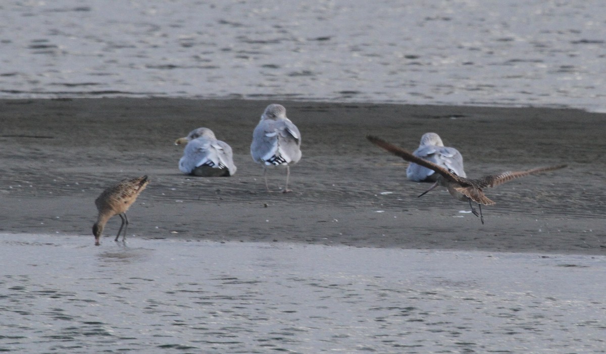 Marbled Godwit - ML644244127
