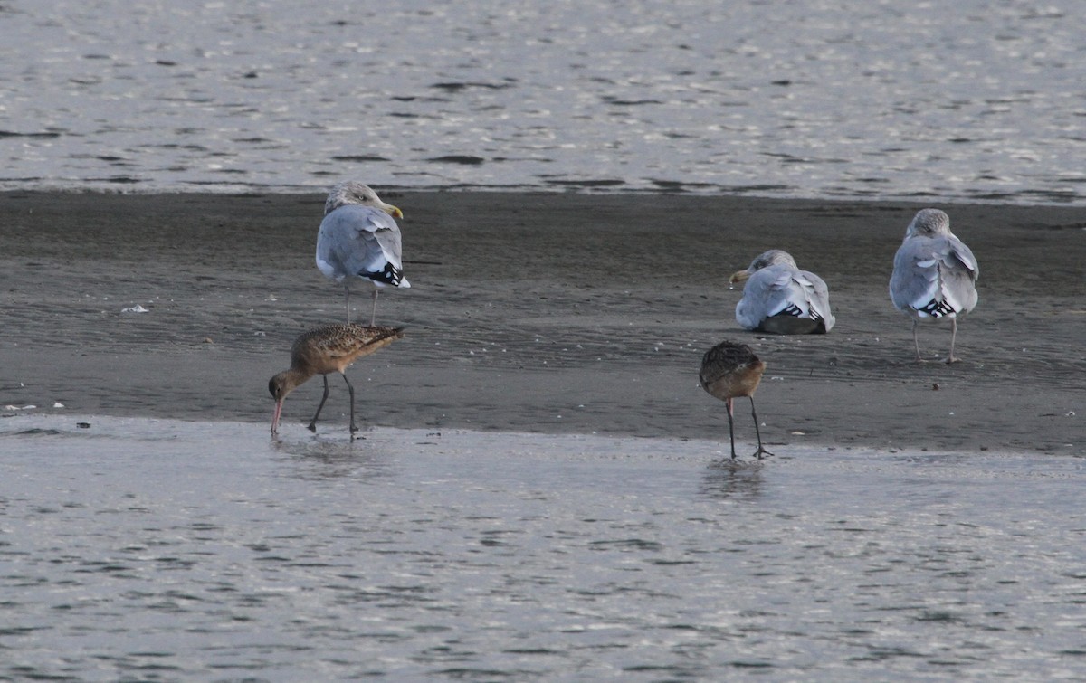 Marbled Godwit - ML644244129