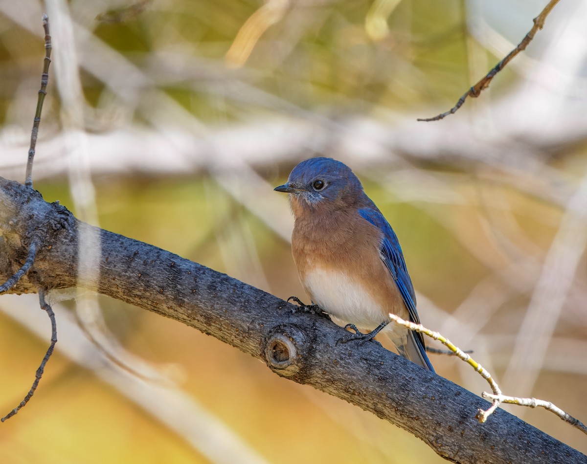 Azulejo Oriental - ML644244133