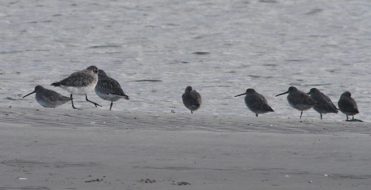 Short-billed Dowitcher - ML644244146