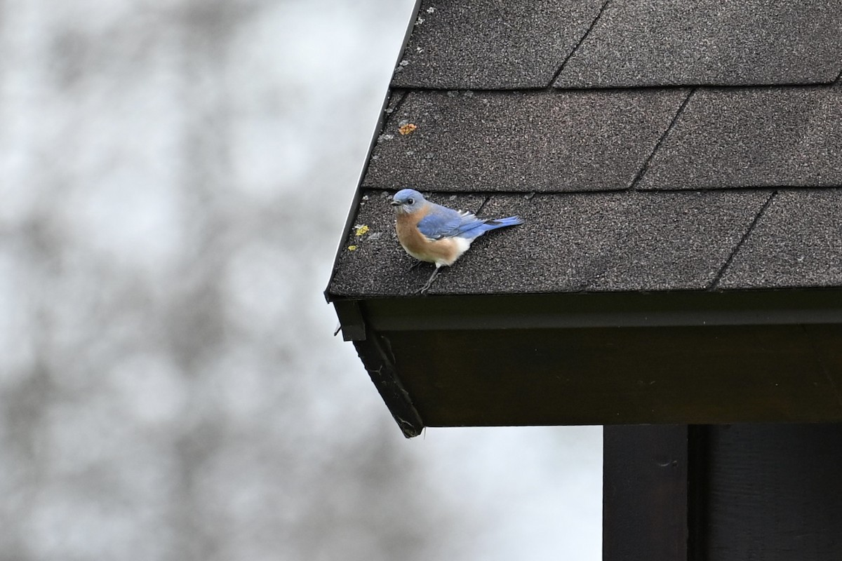 Azulejo Oriental - ML644244148