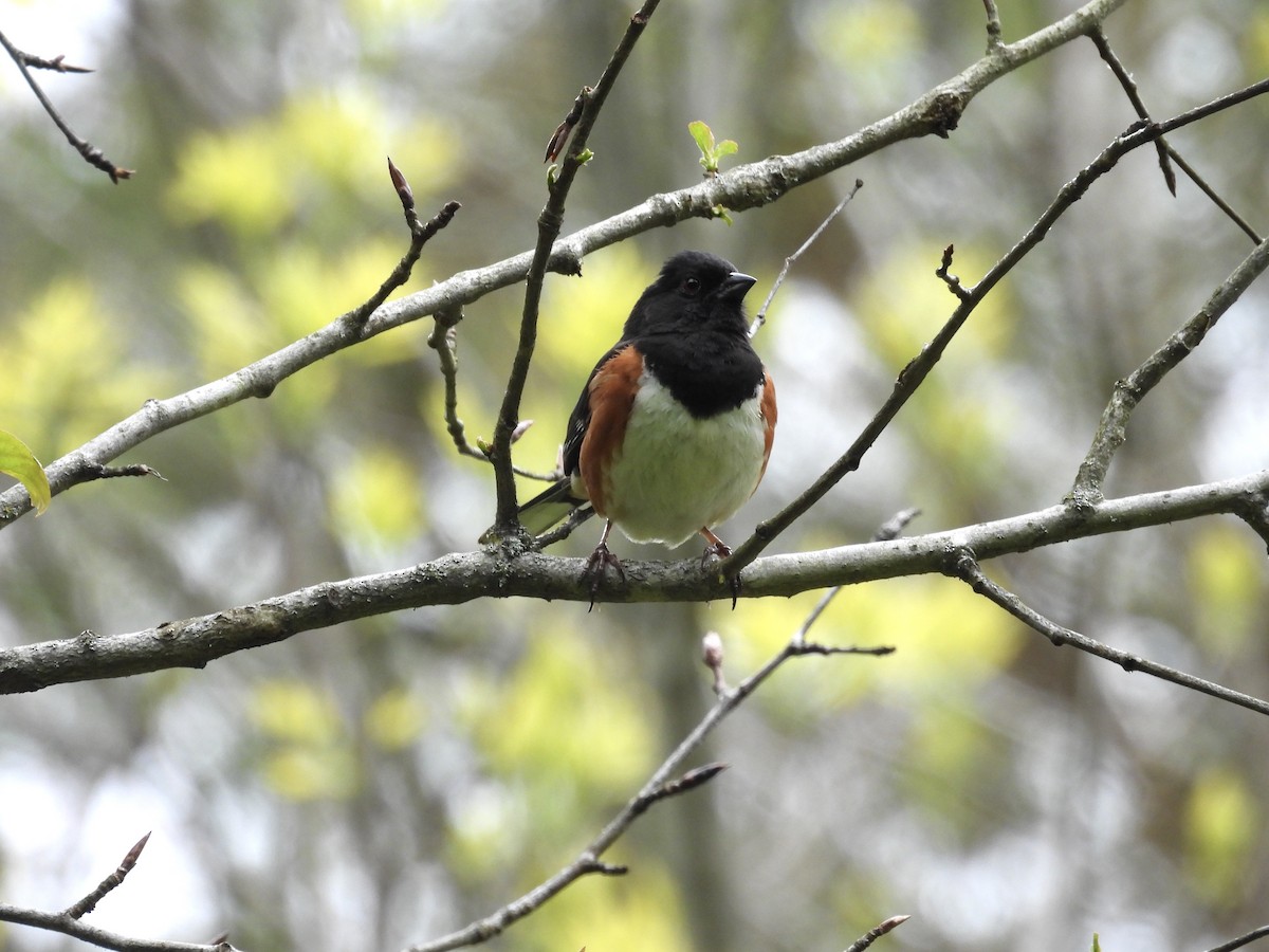 Eastern Towhee - ML644244149