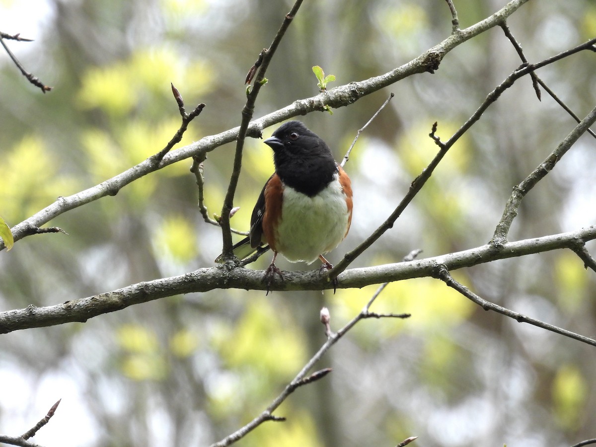 Eastern Towhee - ML644244150