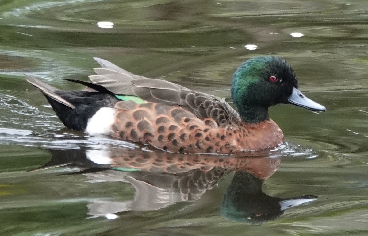 Chestnut Teal - ML644244154