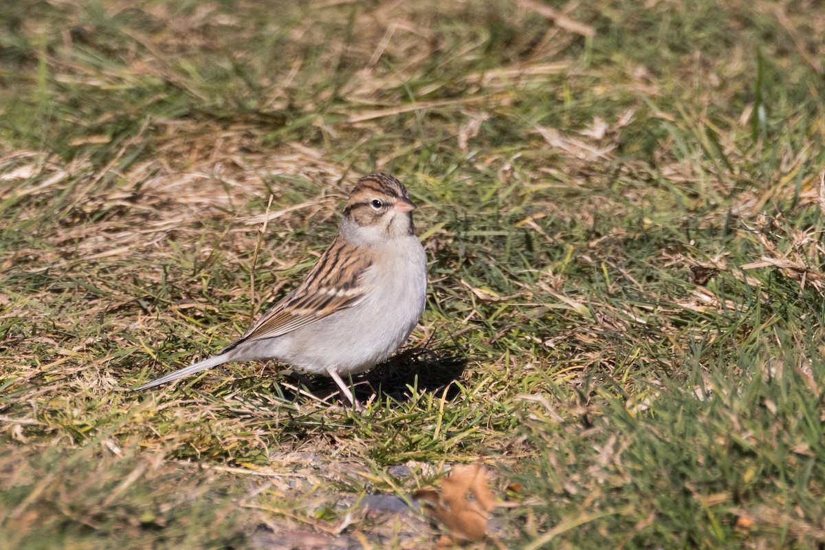 Chipping Sparrow - ML644244155