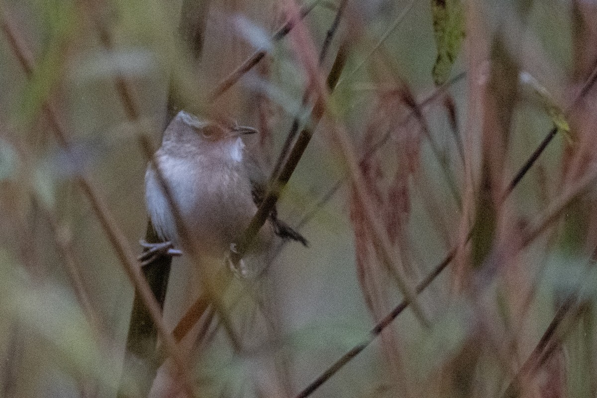 Bataklık Çıtkuşu - ML644244157