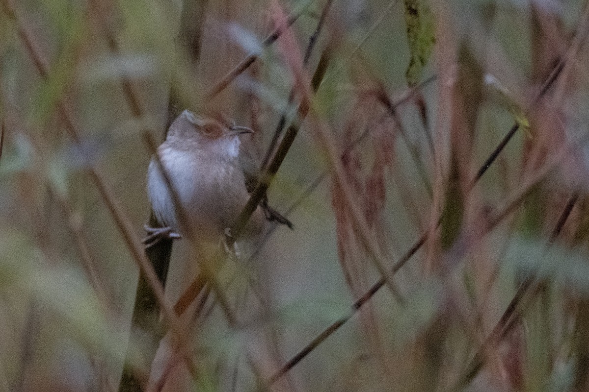 Bataklık Çıtkuşu - ML644244160