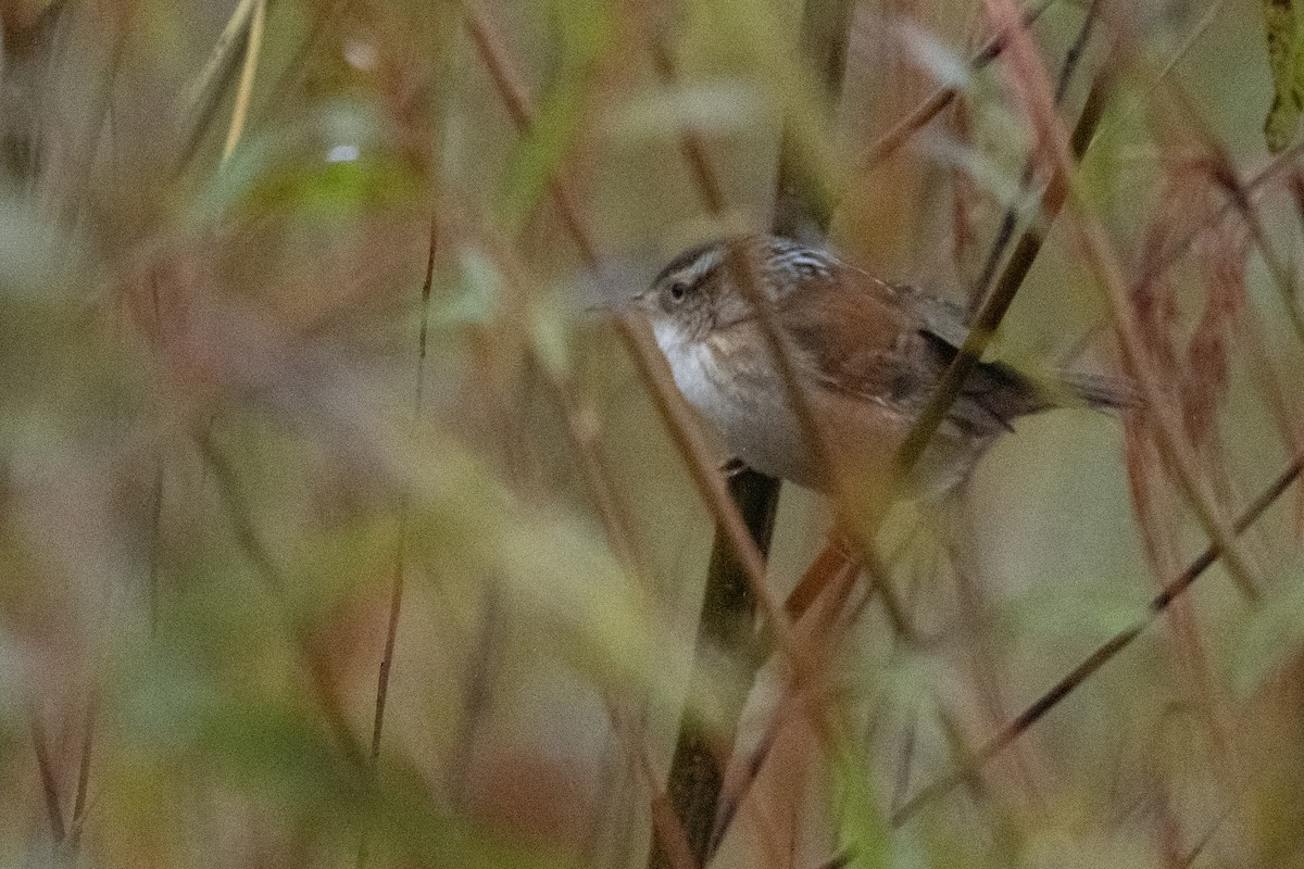 Bataklık Çıtkuşu - ML644244161