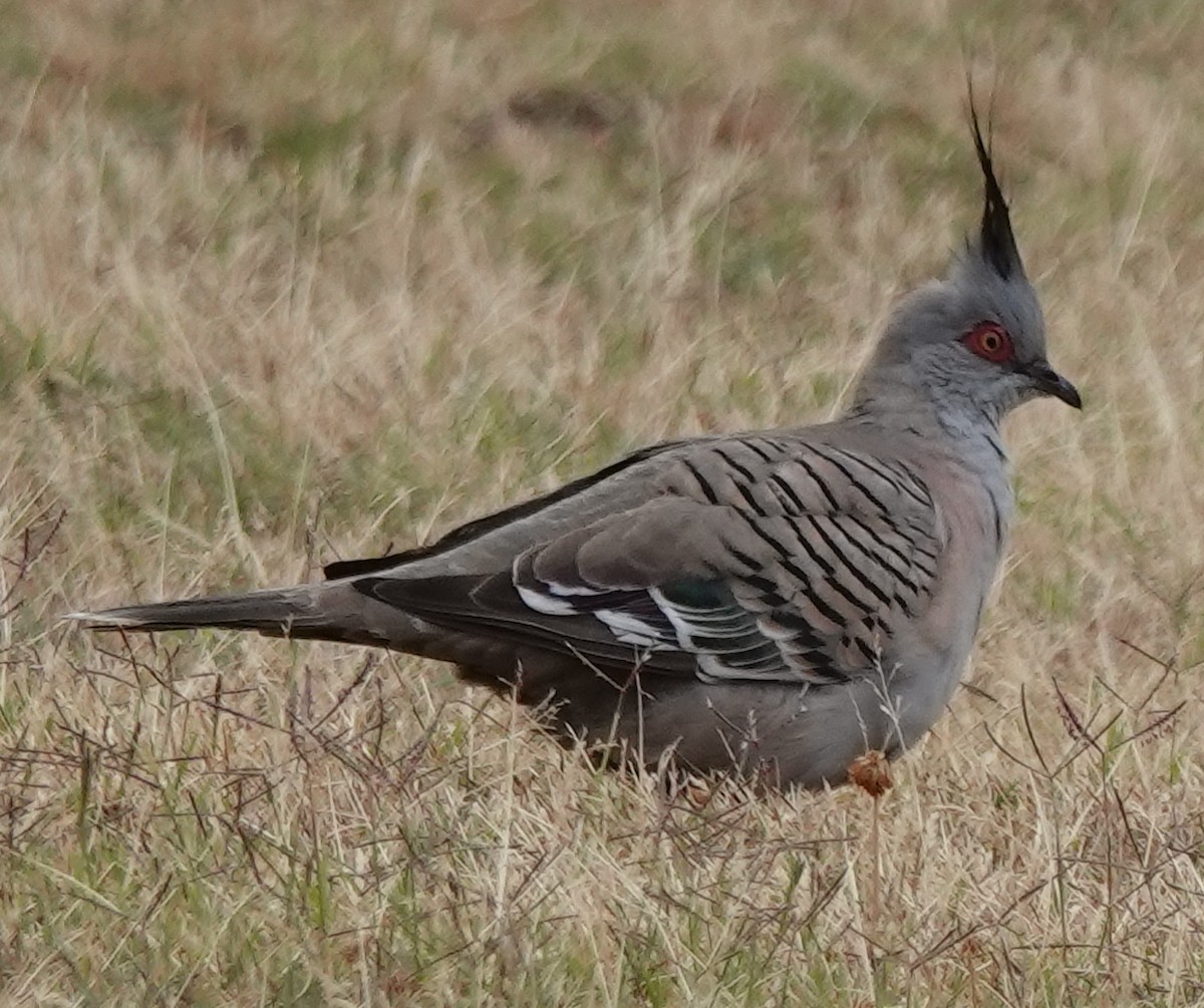 Spitzschopftaube - ML644244167