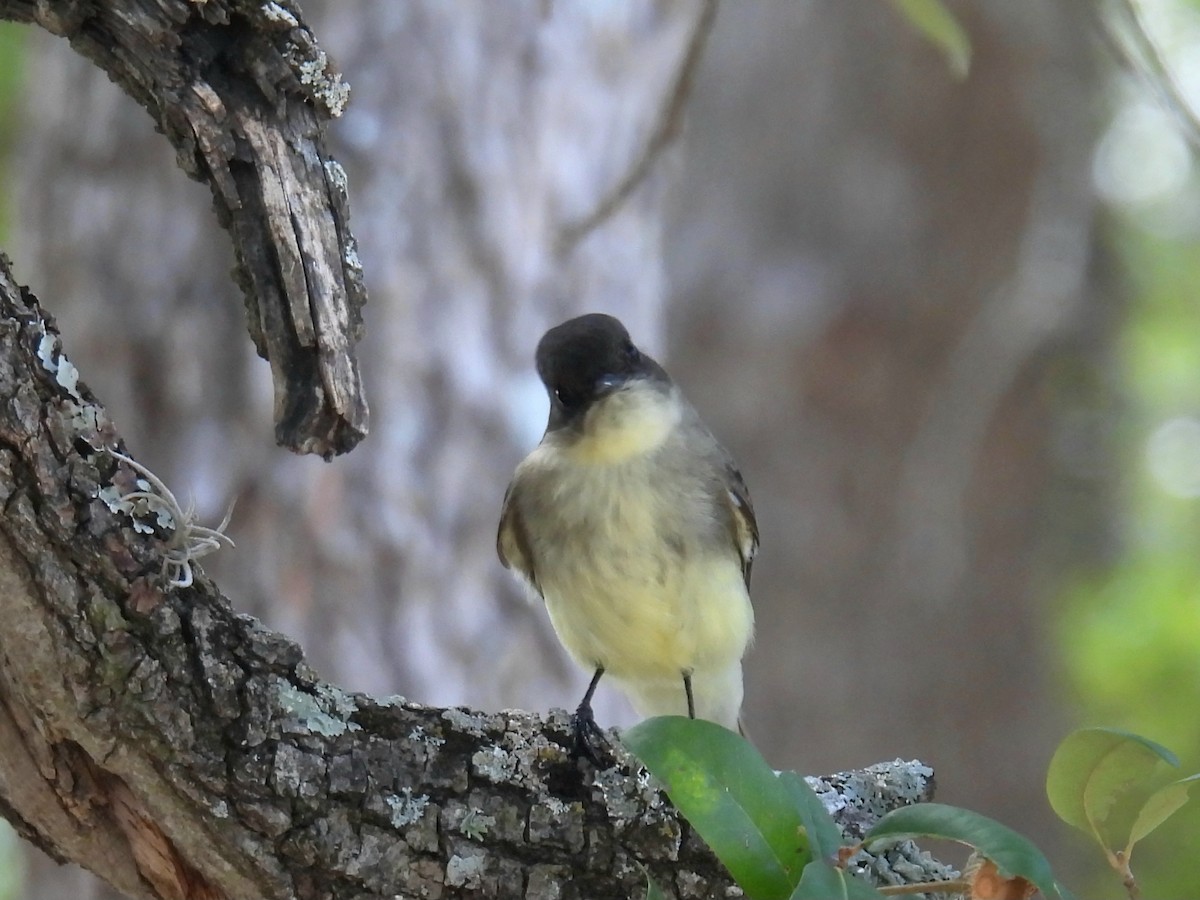 Eastern Phoebe - ML644244169