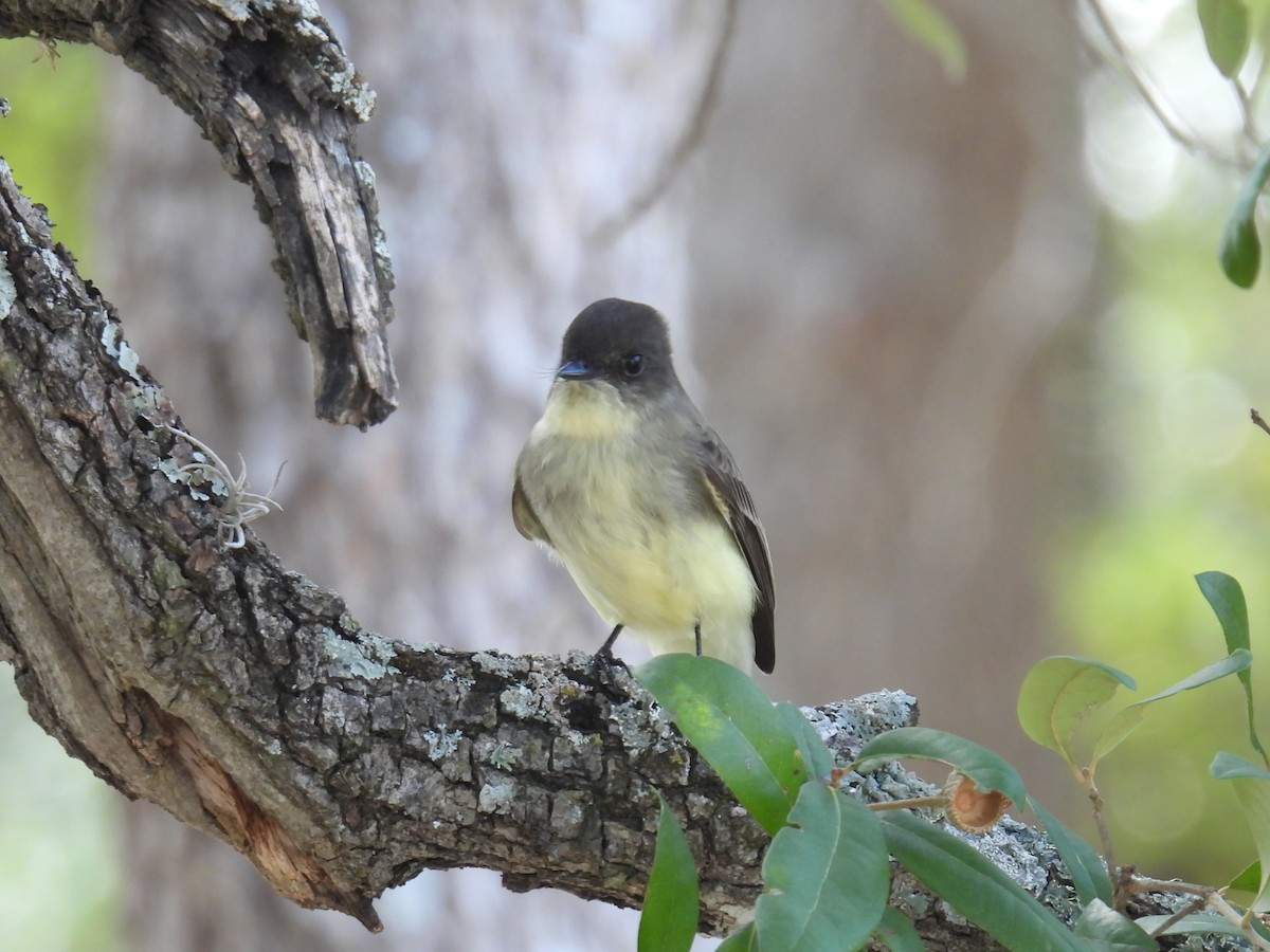 Eastern Phoebe - ML644244171